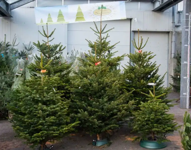 Tipps für den perfekten Weihnachtsbaum
