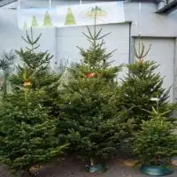 weihnachtsbaumaktion 2016 1