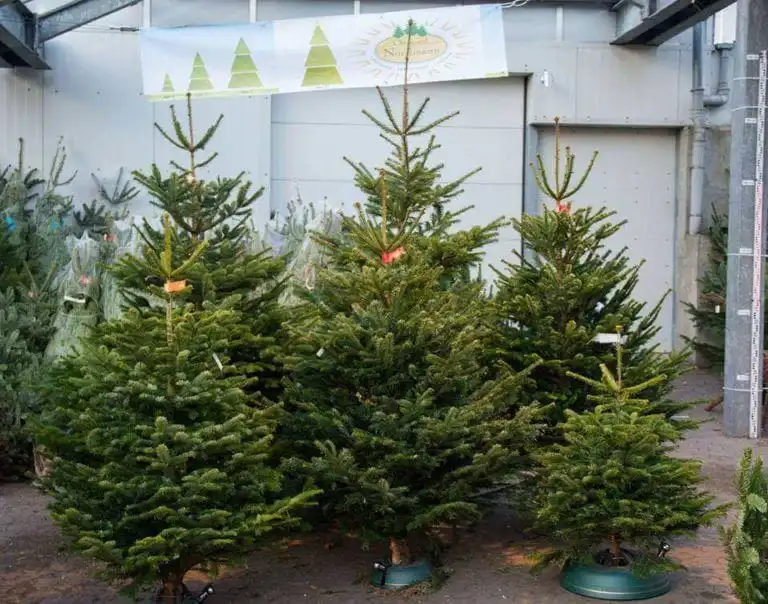 O Tannebaum, o Tannenbaum…