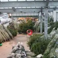 weihnachtsbaumaktion 2016 3