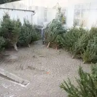 weihnachtsbaumaktion 2016 4