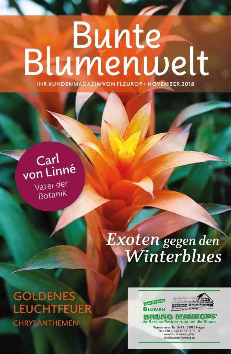 Bunte Blumenwelt November 2018