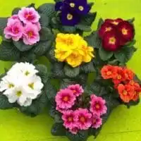 50683992 2186891484695503 6835248363466653696 o