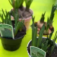 50891905 2186891454695506 4821856115593576448 o