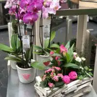 Pflanzung Muttertag 4