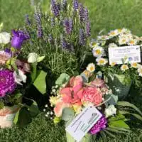 65036028 2425421644175818 342691257249693696 n