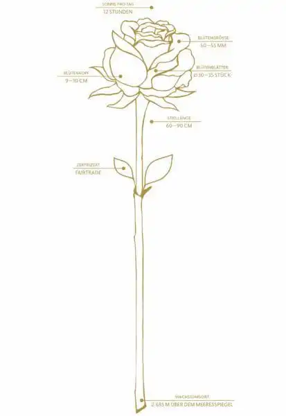 fleurop highness facts l1