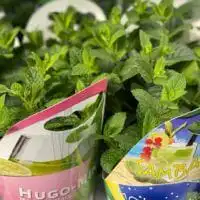 105604759 3218101588241149 9218860761623041509 o