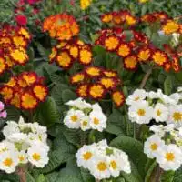 WhatsApp Image 2021 02 20 at 10.27.54