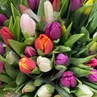 Tulpen 3