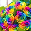 🌈 WIR sind BUNT 🌈 1 rainbow roses