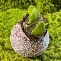 255991625 4706435762741050 675704400424011123 n