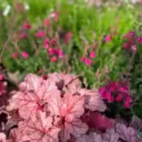 295852389 5524917134226238 8328394925816312232 n