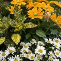 296124884 5524917130892905 1075933897075385423 n