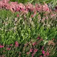 296743587 5524917114226240 273395693013539537 n