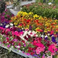 297395090 5524917127559572 1681968490754080927 n