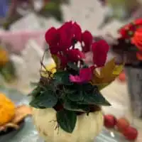 310990678 5707492972635319 3204431068269288736 n