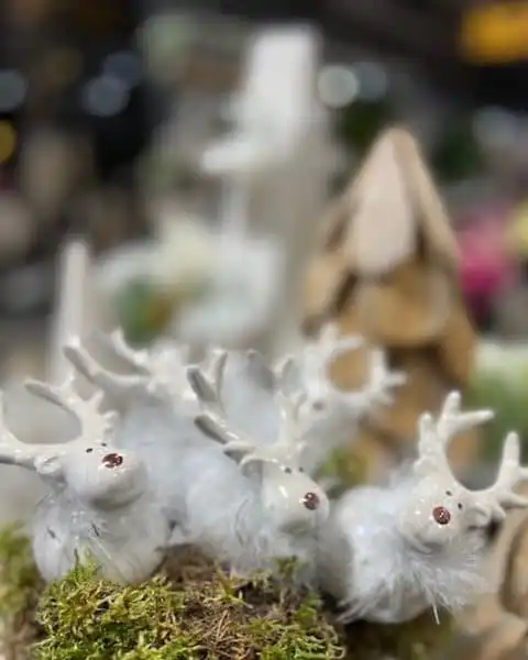 315367051 617802950148299 1877534923700414626 n