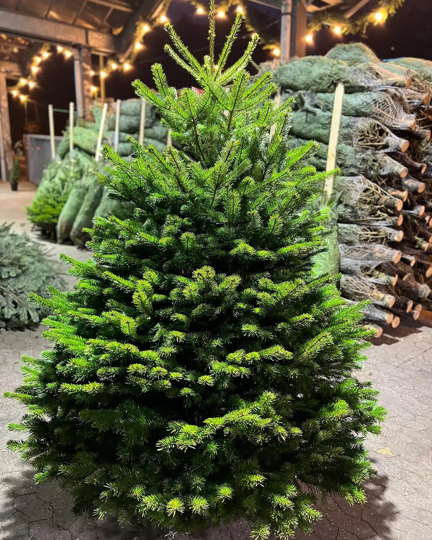 317700144 634116421850285 4891680295566832664 n