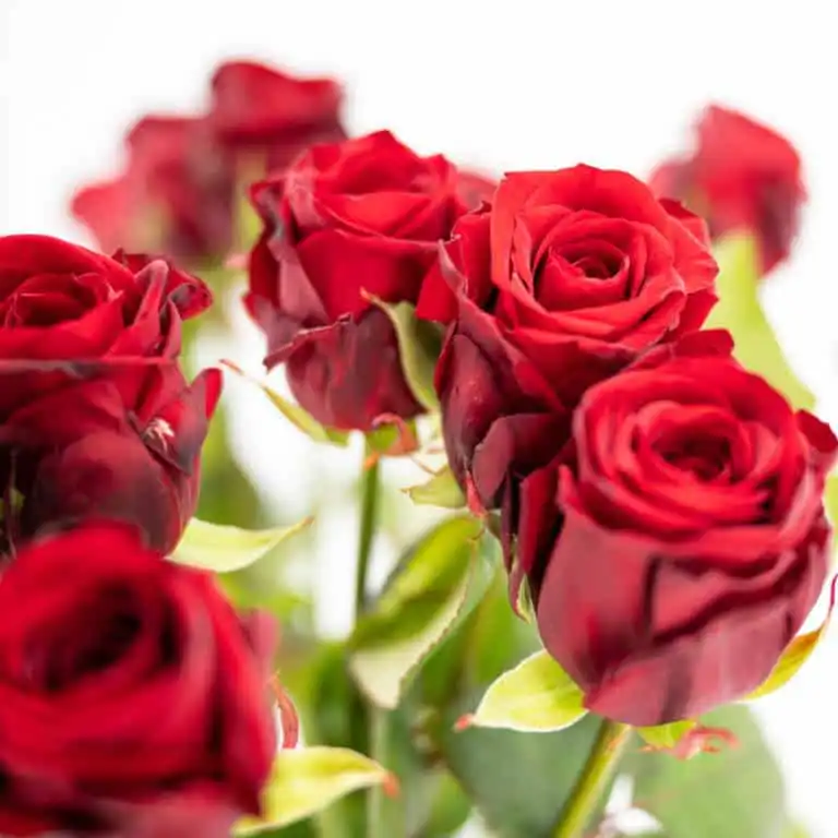 Bachelor & Bachelorette Detailansicht
