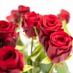 Alternative view of Bachelor & Bachelorette