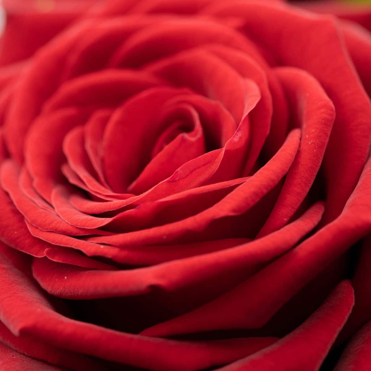 Bachelor & Bachelorette – Bild 3