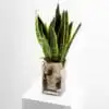 Green Time - Sansevieria