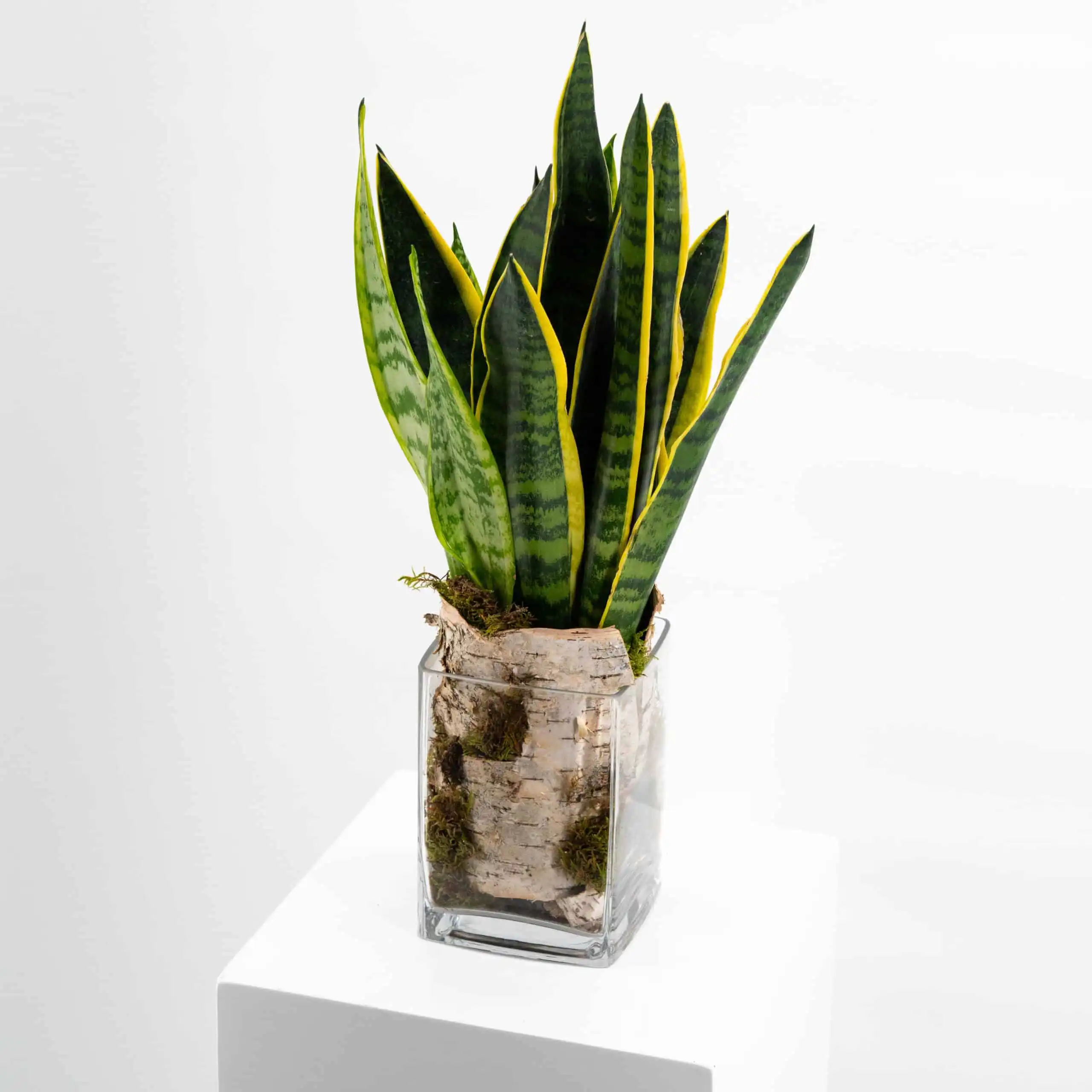 Green Time - Sansevieria 1 Green Time - Sansevieria