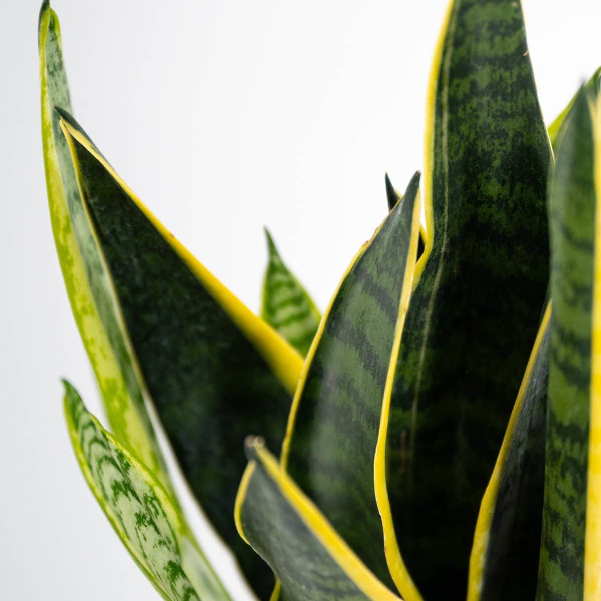 Green Time - Sansevieria – Bild 2