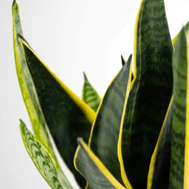 Green Time - Sansevieria Detailansicht