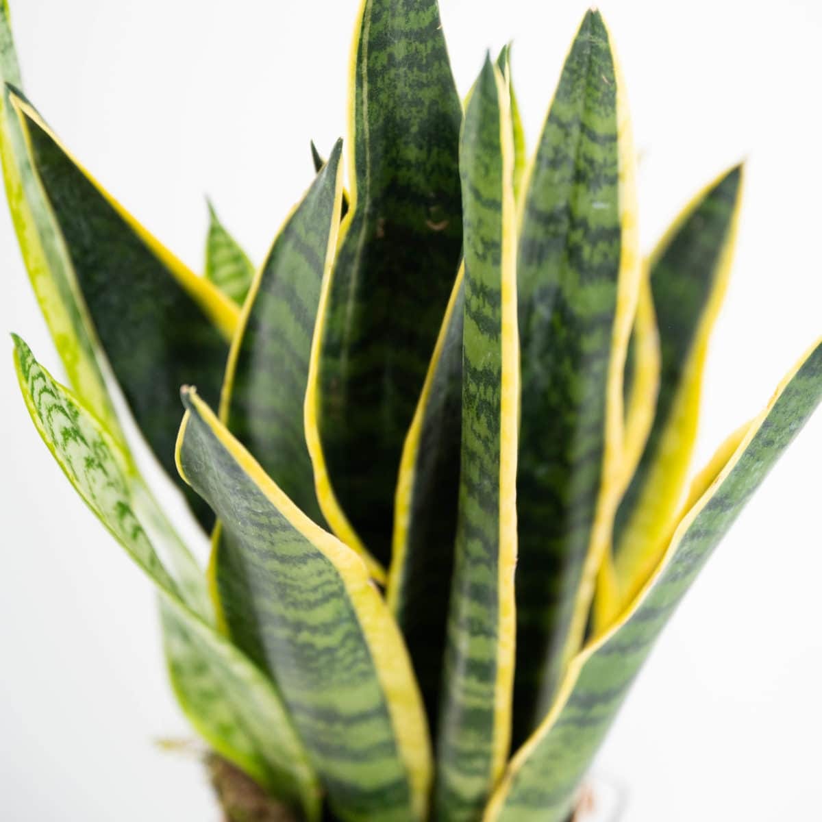 Green Time - Sansevieria – Bild 3