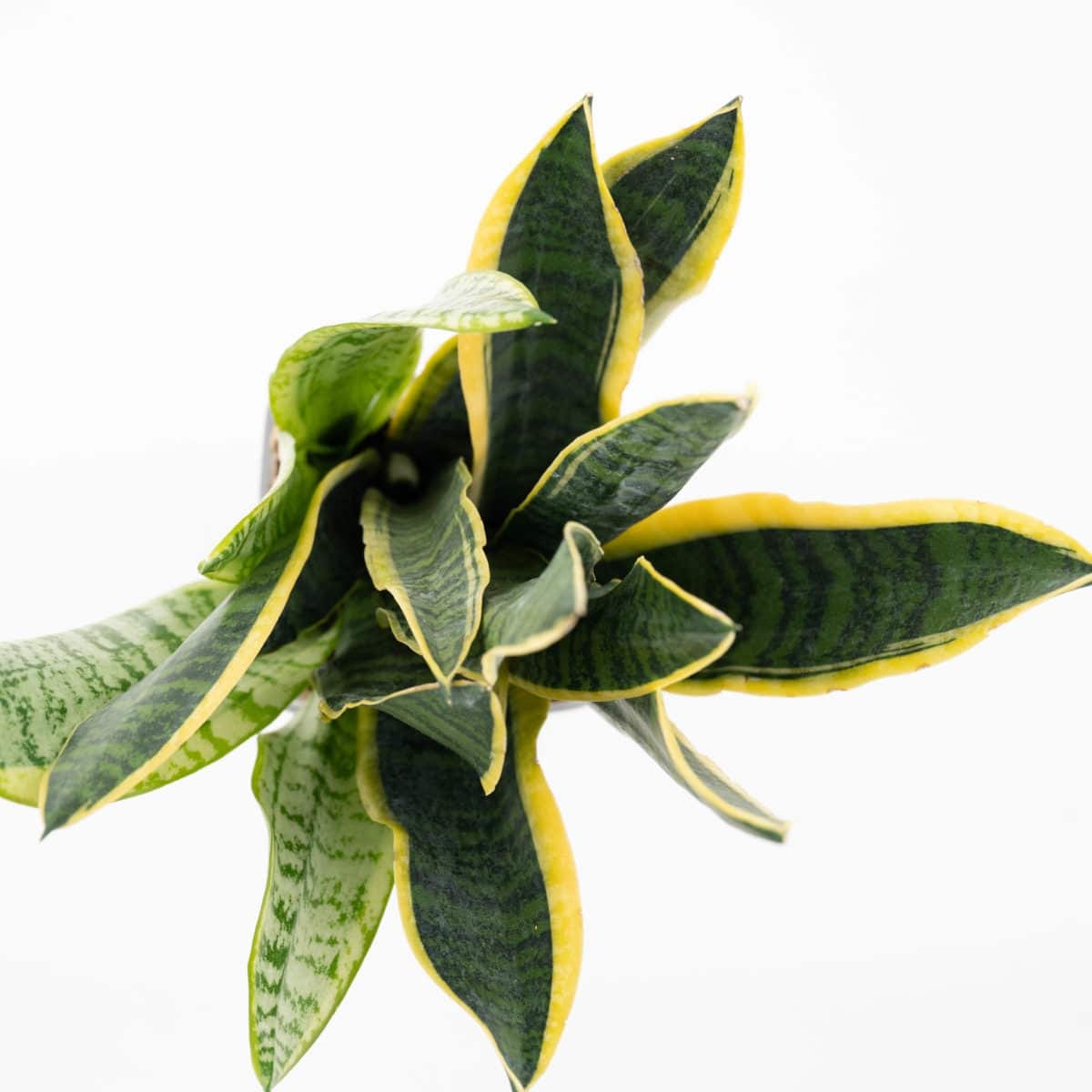 Green Time - Sansevieria – Bild 4