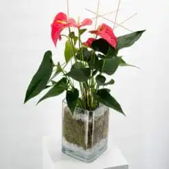 Herzlich - Anthurienpflanze