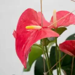 Alternative view of Herzlich - Anthurienpflanze