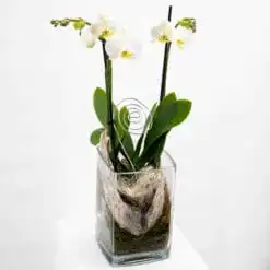 Weiße Orchidee