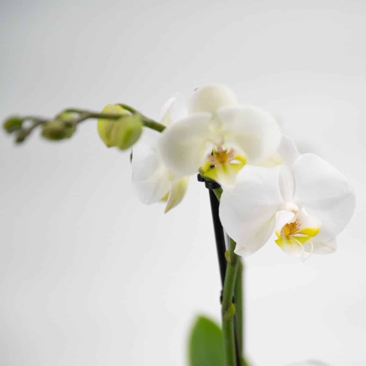 Weiße Orchidee – Bild 3