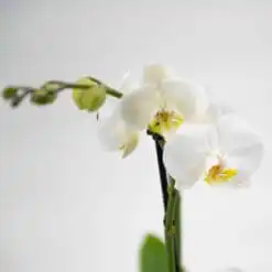 Weiße Orchidee 6 Weisse Orchidee 2 scaled