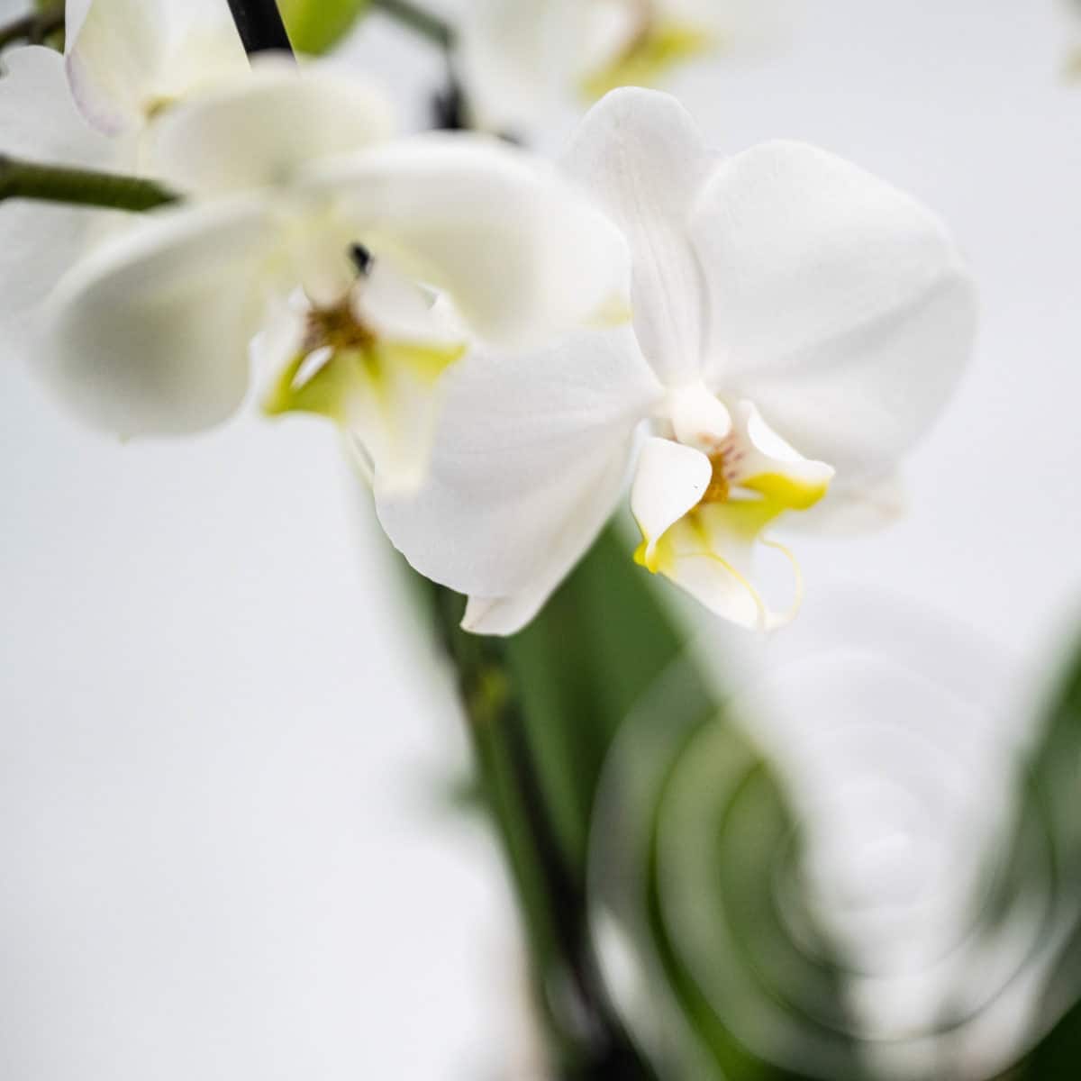 Weiße Orchidee – Bild 2