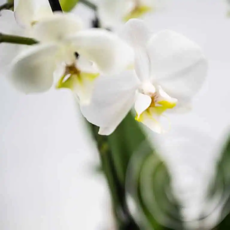 Weiße Orchidee Detailansicht