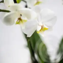 Alternative view of Weiße Orchidee