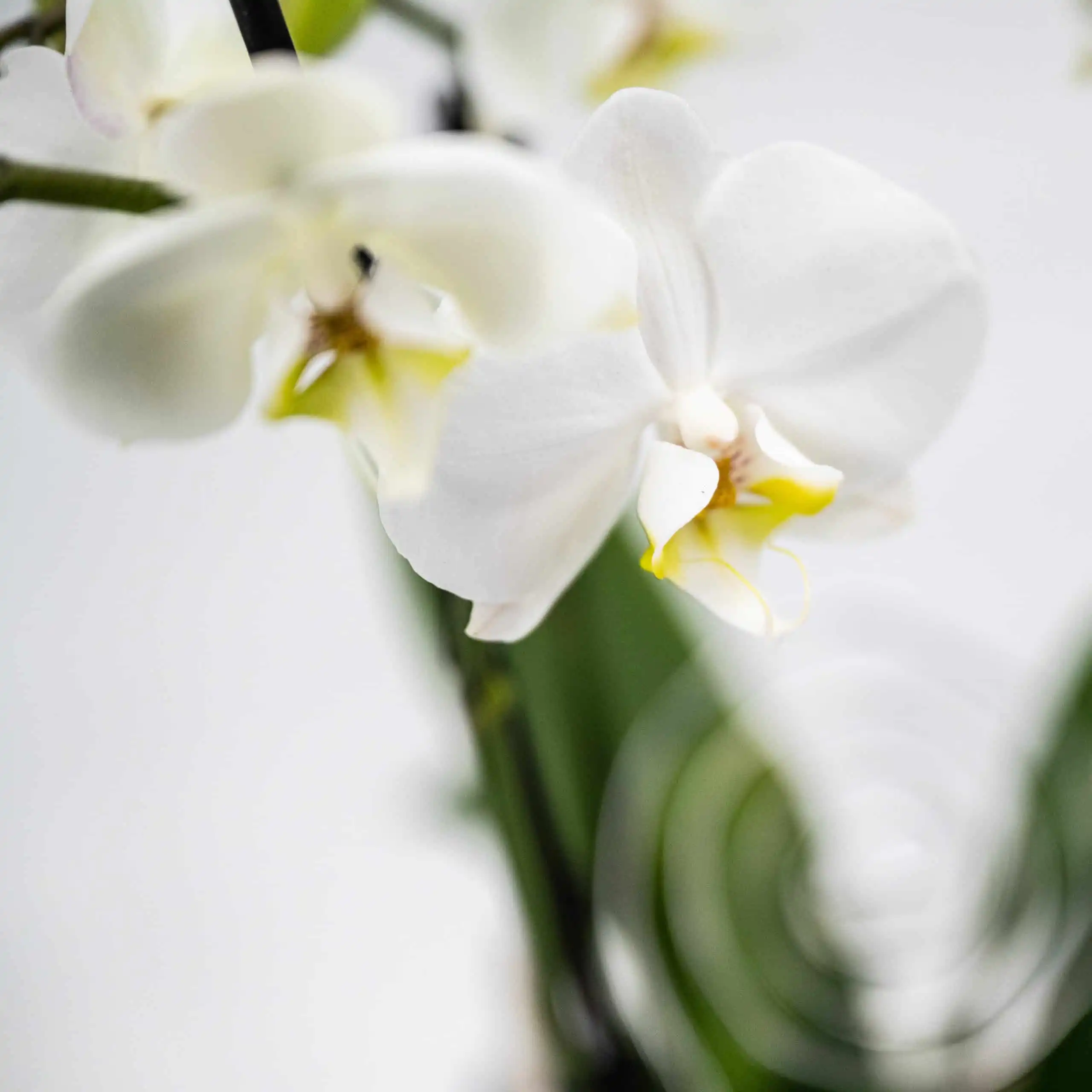 Weiße Orchidee 2 Weiße Orchidee – Bild 2