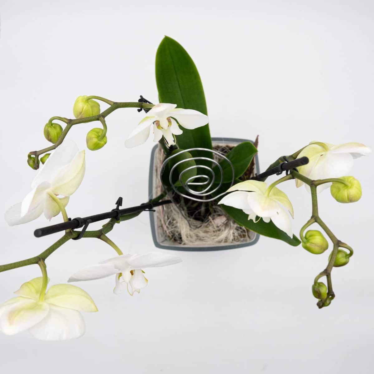 Weiße Orchidee – Bild 4