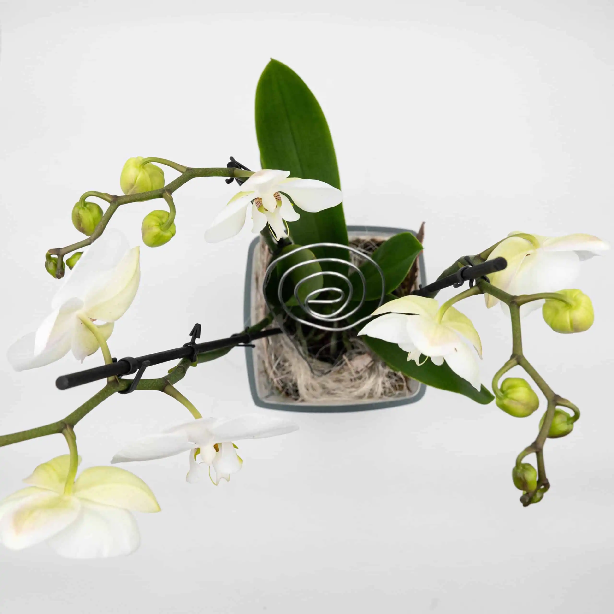 Weiße Orchidee 4 Weiße Orchidee – Bild 4