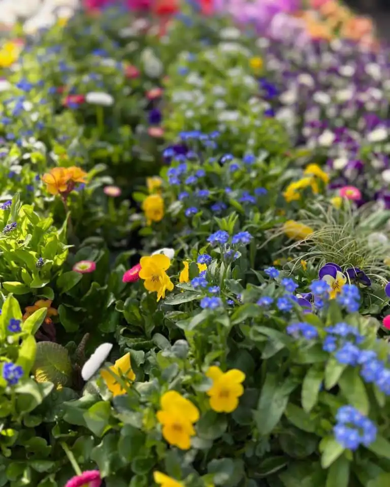 Frühling ist, wenn die Seele bunt denkt…