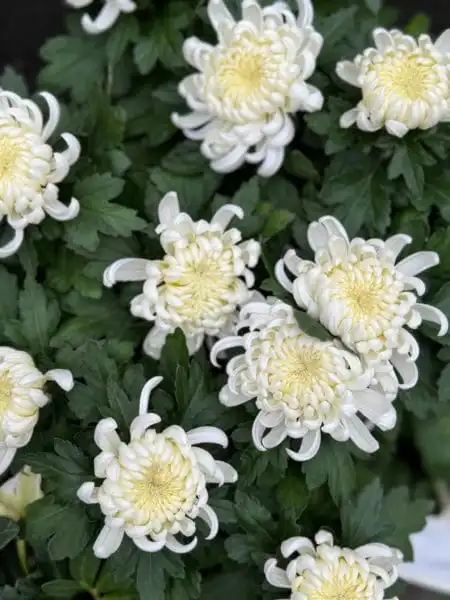 396476676 859378059324119 2720459954986616234 n