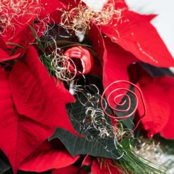 Alternative view of Sternenzauber