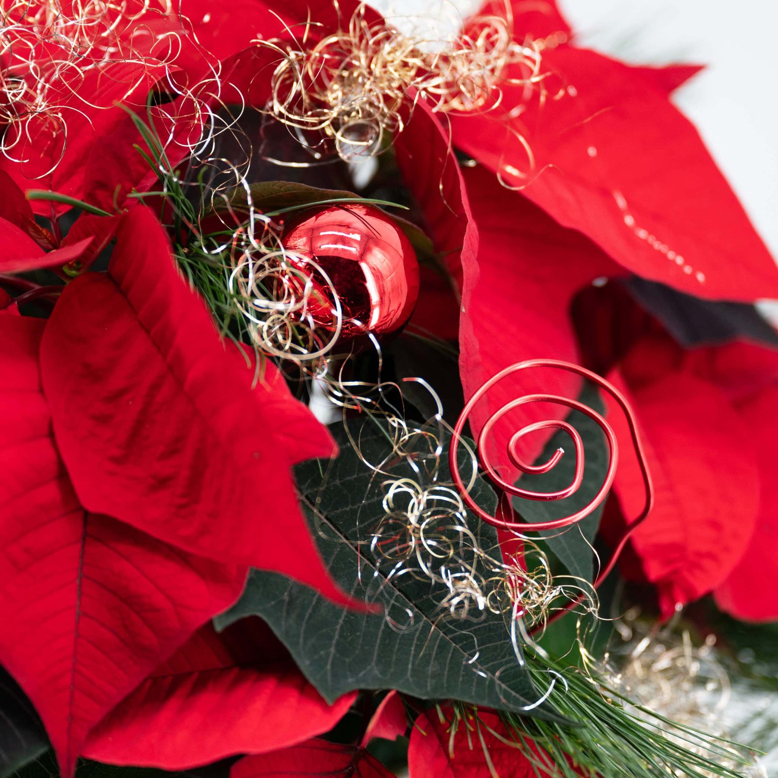 Sternenzauber – Bild 2