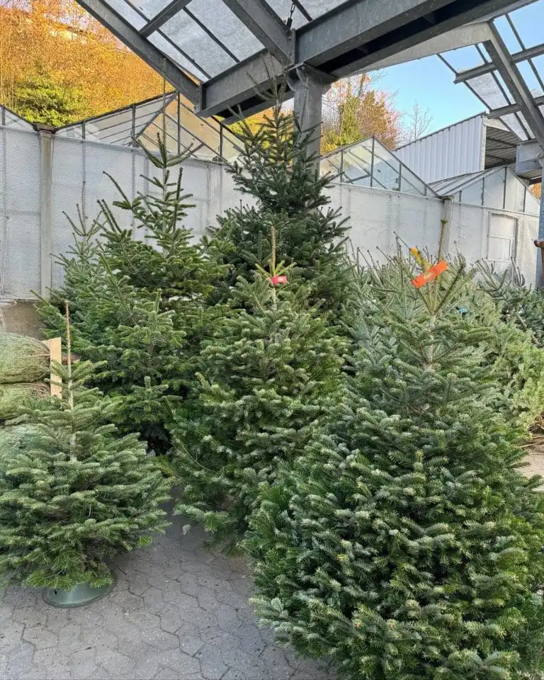 Weihnachtsbaumverkauf 2023