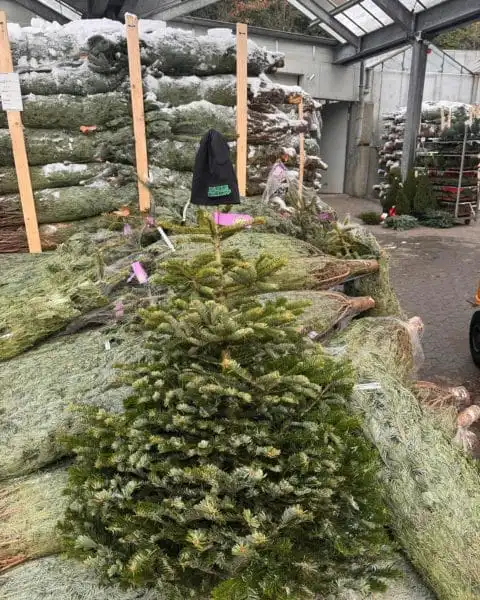 407333529 18239166880245913 8351433335964620480 n