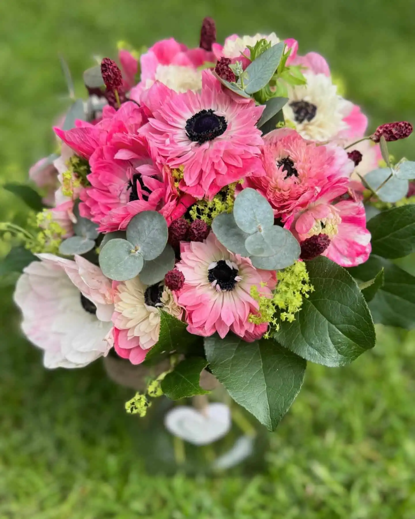 Ranunkeln... 8 438674366 18255612172245913 4050706198223190532 n